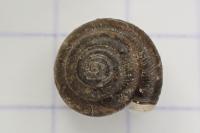 Trochulus hispidus