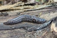 Limax maximus