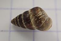 Cochlicella barbara