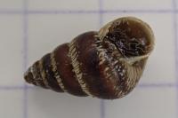 Cochlicella barbara