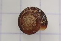 Xeroplexa intersecta