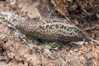 Limax maximus