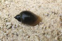Ampullaceana balthica