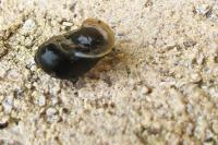 Ampullaceana balthica