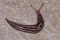 Limax maximus