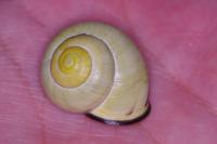 Cepaea nemoralis