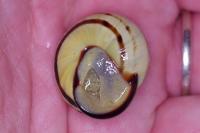 Cepaea nemoralis