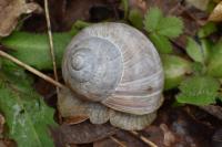 Helix pomatia