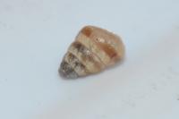 Cochlicella barbara