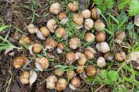 Helix pomatia
