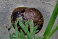 Cornu aspersum