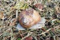 Helix pomatia