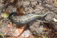 Limax cinereoniger