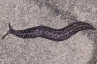 Limax maximus