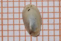 Acroloxus lacustris