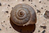 Cernuella aginnica