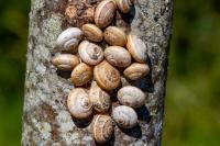 Cernuella aginnica