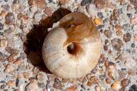 Cernuella aginnica