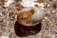 Cernuella aginnica