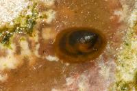 Ancylus fluviatilis