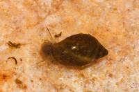 Physella acuta