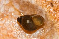 Bithynia tentaculata