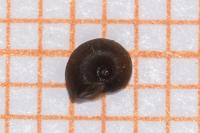 Menetus dilatatus