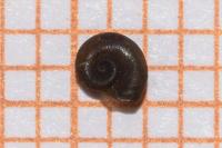 Menetus dilatatus