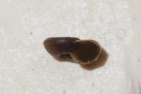 Menetus dilatatus