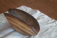 Potomida littoralis