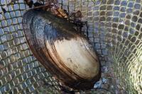 Potomida littoralis