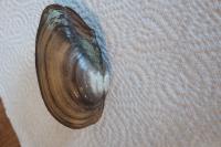 Potomida littoralis