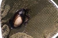 Anodonta anatina