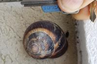 Helix lucorum