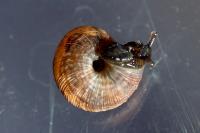 Xeroplexa intersecta