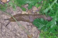 Limacus flavus