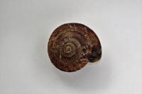 Xeroplexa intersecta