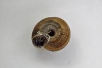 Xeroplexa intersecta