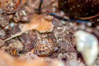 Gonyodiscus rotundatus
