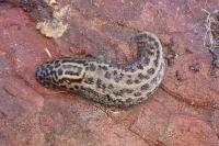 Limax maximus