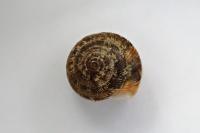 Xeroplexa intersecta