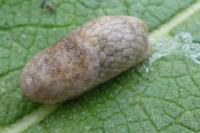 Deroceras reticulatum