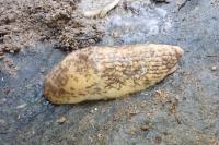 Deroceras reticulatum