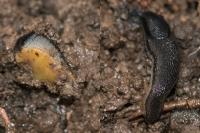 Arion hortensis