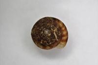 Gonyodiscus rotundatus