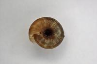 Gonyodiscus rotundatus