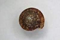 Gonyodiscus rotundatus