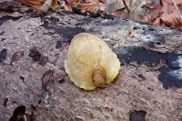 Testacella haliotidea