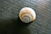 Cepaea nemoralis
