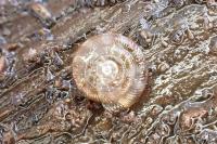 Gonyodiscus rotundatus